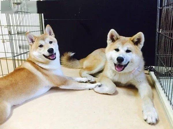 猪兄狗弟打一生肖、之谜与人生哲理的深度解析