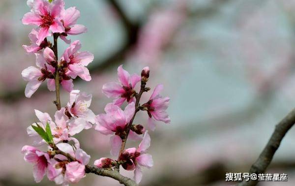 桃花三两枝，生肖之谜的深度解析与现实落实