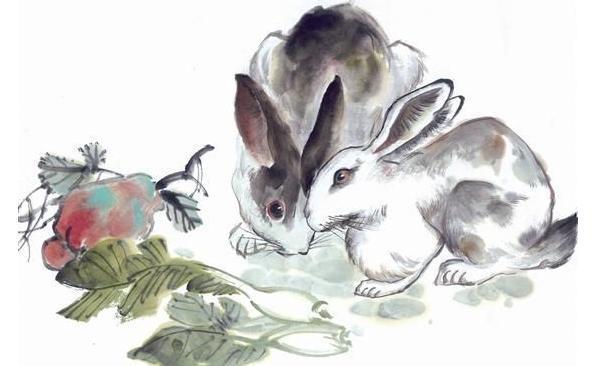 多才多艺的生肖之谜，无限解释落实于兔