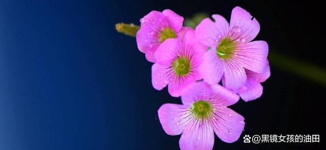 揭秘花花草草背后的生肖奥秘，马上为你揭晓