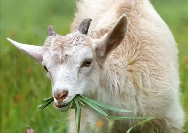 精准解析今期生肖八点头与生肖文化中的智慧—以羊为例的精准解答与落实精神