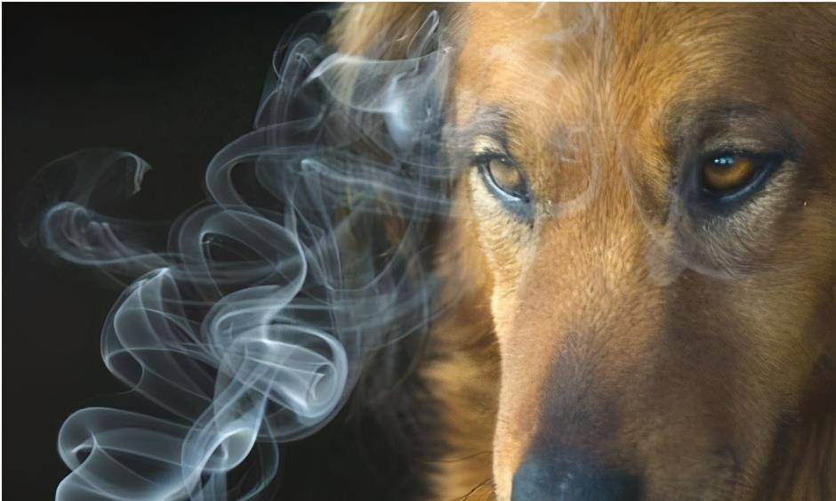 烟云缭绕中的生肖谜题，吸烟与生肖的奇妙联系