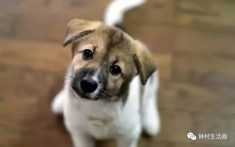 必中张辽打一生肖动物、发现作答落实解释