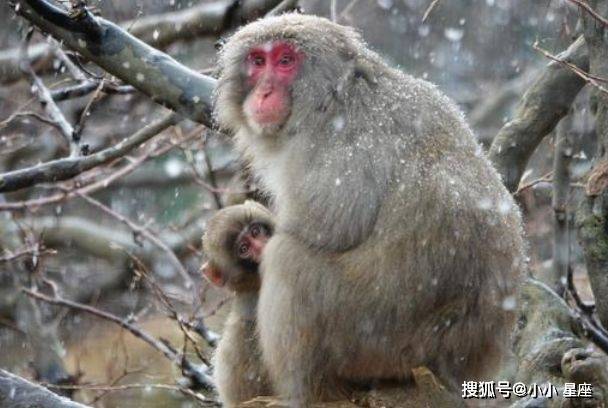 明镜高悬，揭秘生肖动物之谜