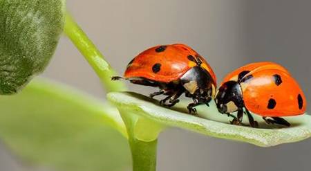 巷头无巷尾有打一生肖、绝佳解释落实