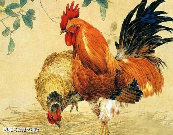 鸡头蛇尾打一生肖，揭秘属鸡人的坚韧与不屈