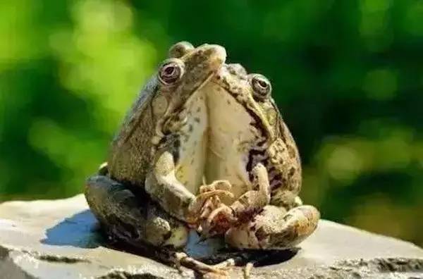 双宿双栖打一生肖、正确解释与落实