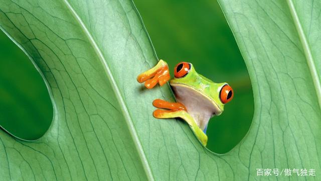 梦回青翠池塘，青蛙之梦与生肖智慧的哲学探索