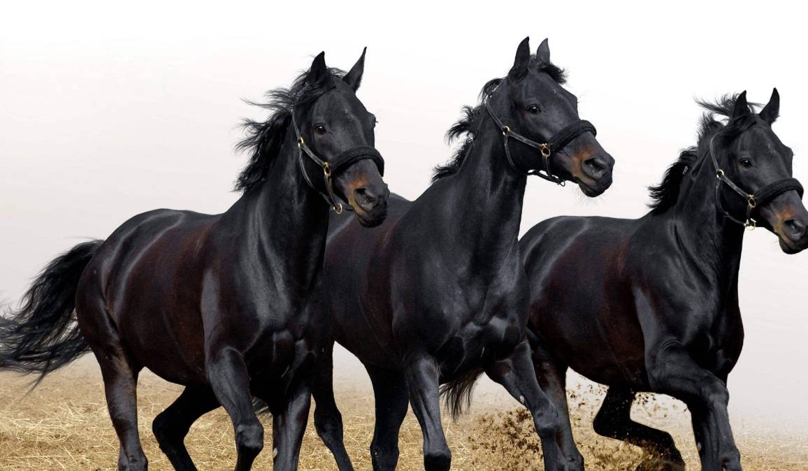 草包是特马打一生肖、揭秘如何选择并落实正确的