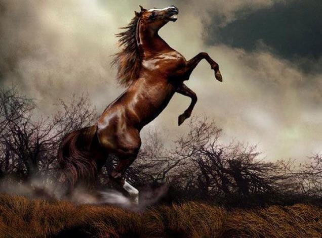 马中赤兔赛天犬打一生肖、深度解析与落实