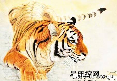 虎变龙蒸打一生肖、词语的深层释义与文化解读