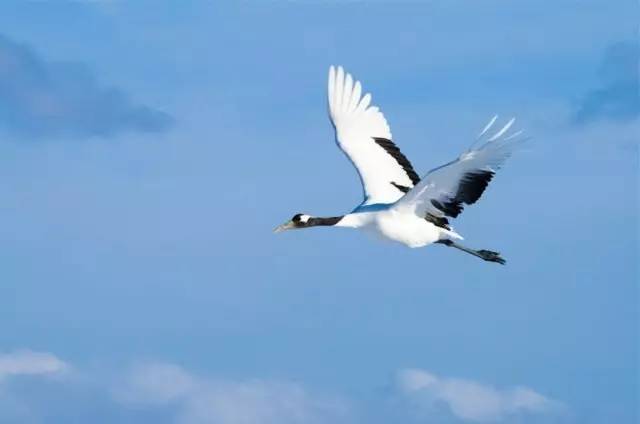 云鹤飞扬入北山打一生肖、发现作答落实解释