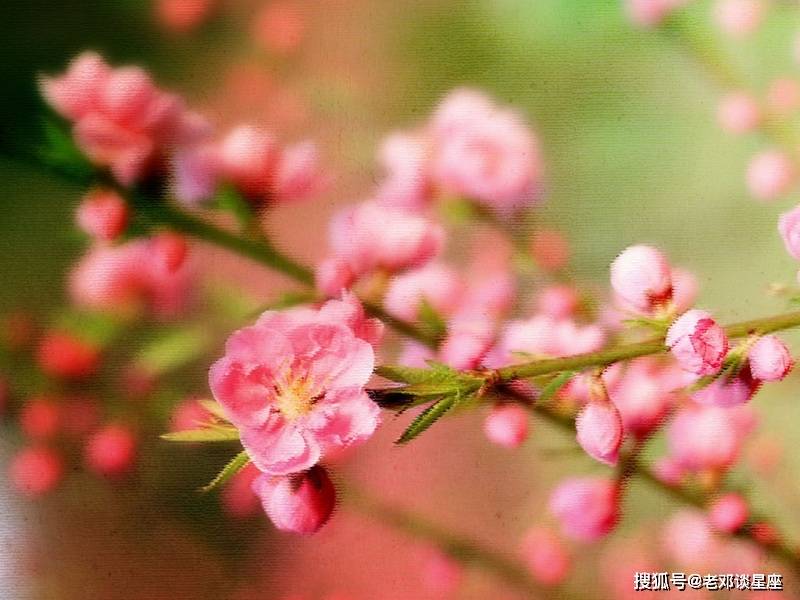 一树碧无情打一生肖，正确解释与落实