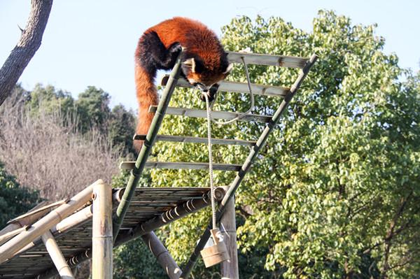 狗年猪月打一生肖的奥秘与通用解释落实