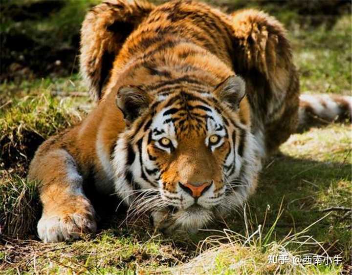 十足野蛮打一生肖，探寻生肖中的野性魅力