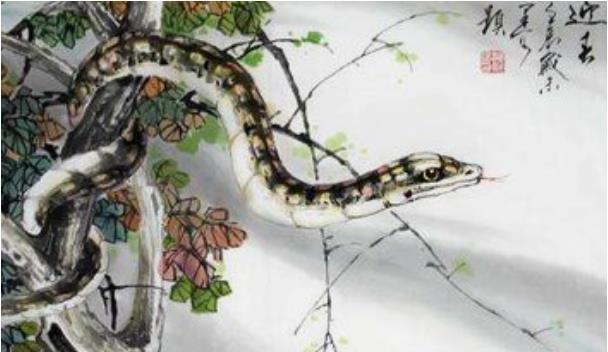 拨草寻蛇，揭秘生肖之谜的绝佳解释